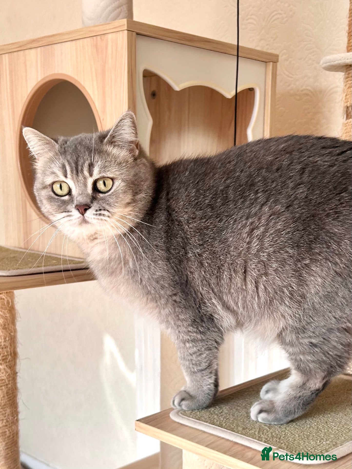 British Shorthair cats for sale: Stunning Blue Golden British Shorthair Girl! - Advert 11