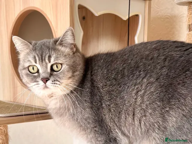 British Shorthair cats for sale: Stunning Blue Golden British Shorthair Girl! - Advert 11