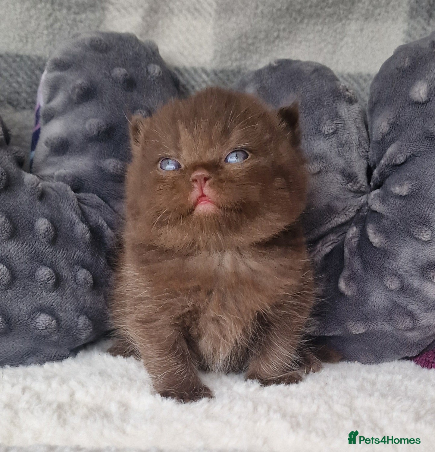 British Shorthair cats Tica reg British Shorthair kittens Champion lines - Advert 1