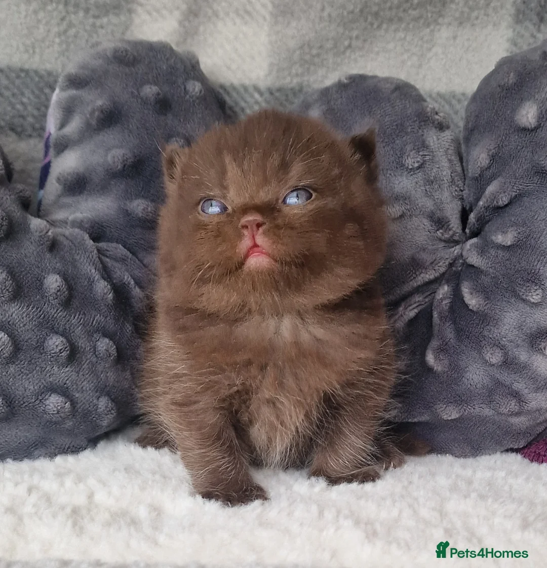 British Shorthair cats for sale: Tica reg British Shorthair kittens Champion lines - Advert 1