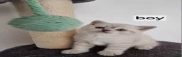 Scottish Fold cats for sale: Scottish straight and Scottish fold  in Barking - Advert 8