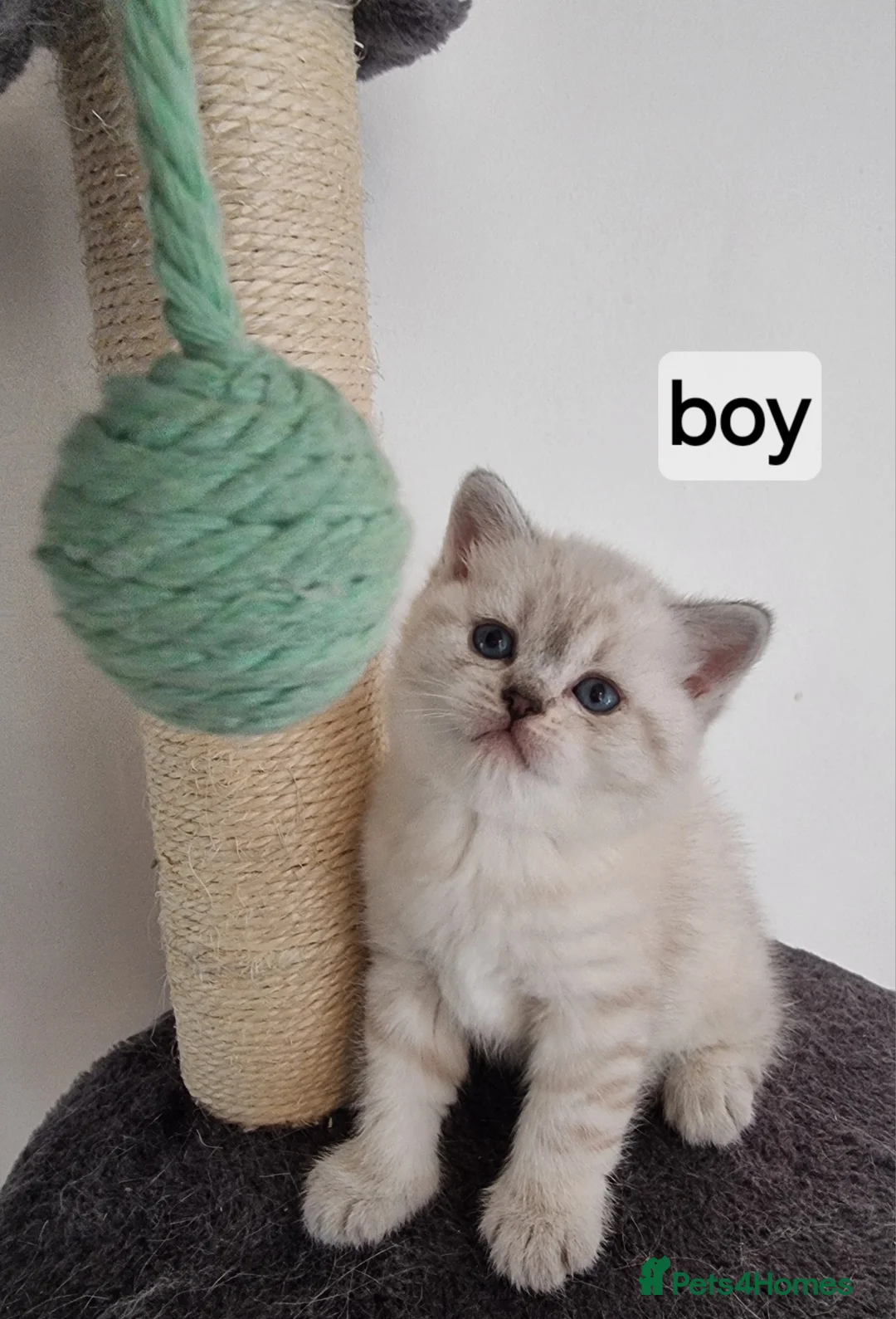Scottish Fold cats for sale: Scottish straight and Scottish fold  in Barking - Advert 8
