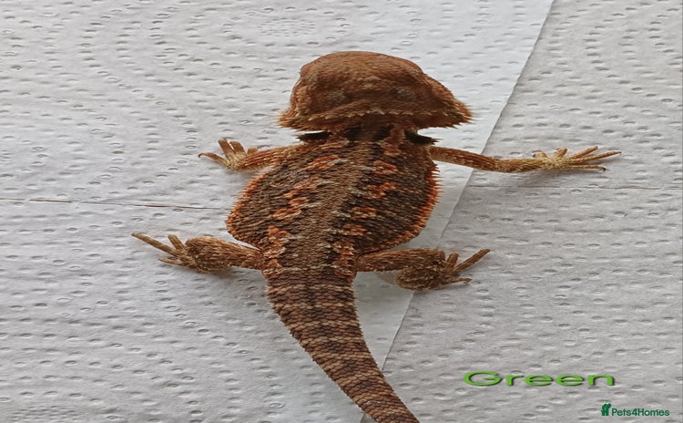 Bearded Dragon reptiles - Advert 7