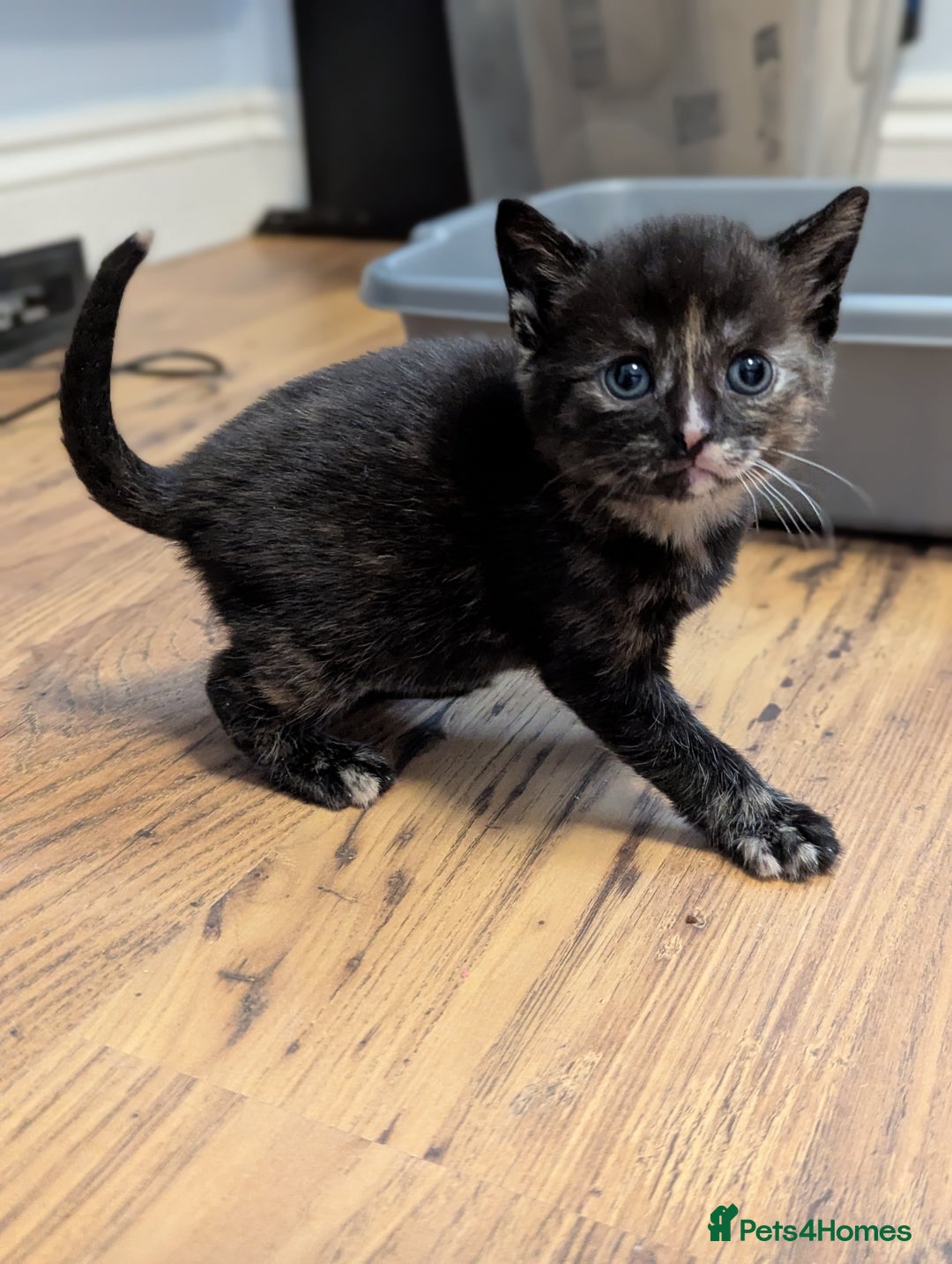 Mixed Breed cats for sale: 5 beautiful and playful kittens - Advert 21