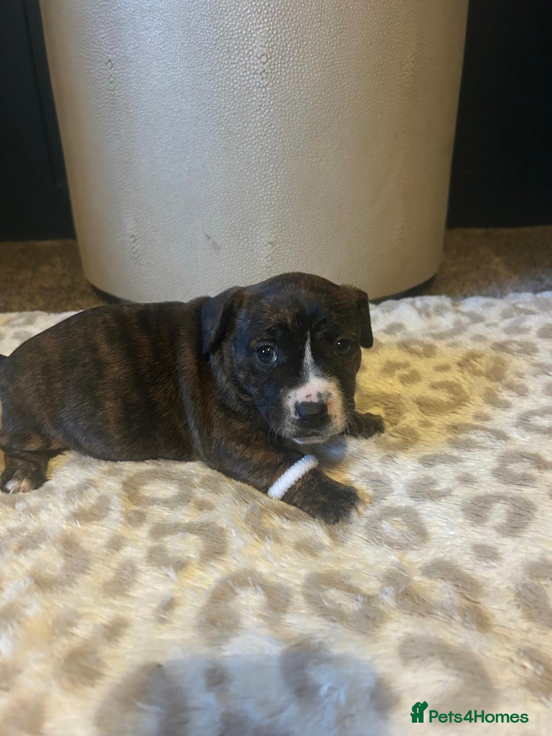 Mixed Breed dogs for sale: Jackastaff - Advert 16