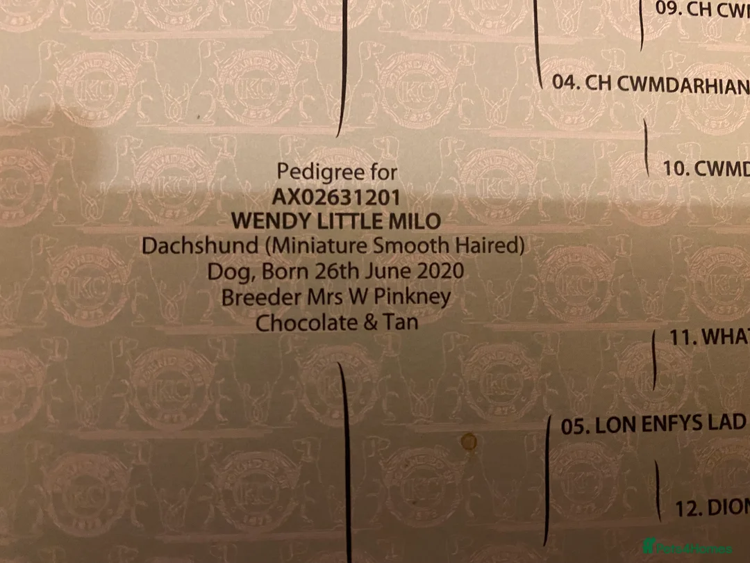 Dachshund dogs for stud: Proven Choc and Tan Dachshund for Stud in Swindon - Advert 5