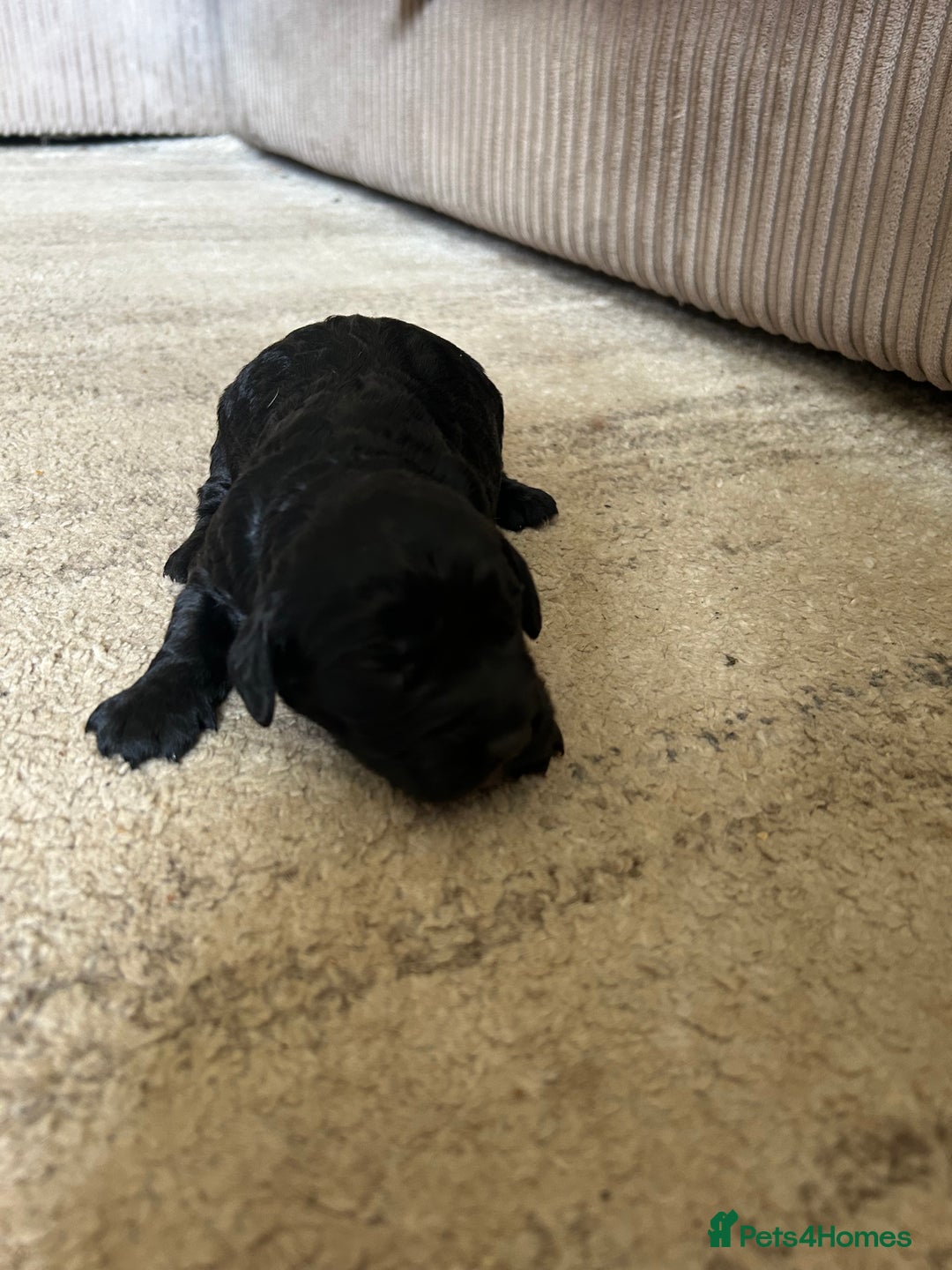 Cockapoo dogs for sale: Stunning F1 Cockapoo Puppies - Image 5
