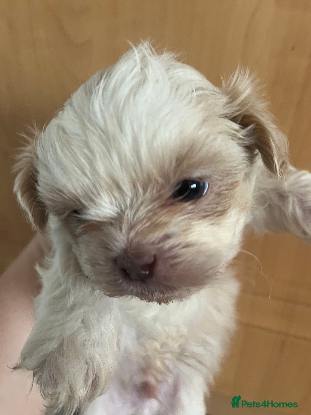 Shih Tzu dogs for sale: Beautiful shihtzu puppies  - Image 16