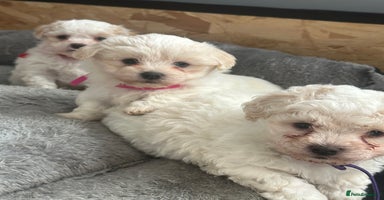 Bichon Frise dogs Bichon Maltese - Advert 6