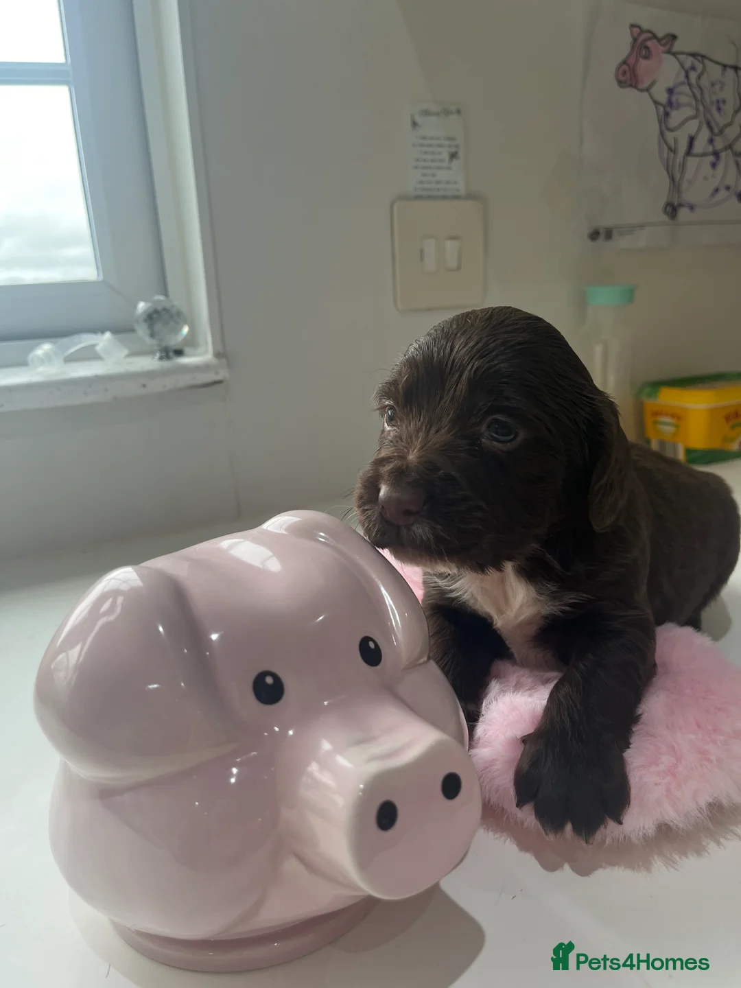 Sprocker dogs for sale: Sprocker puppies for sale  - Advert 15