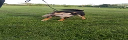 Japanese Shiba Inu dogs for sale: Two Male Japanese Shiba Inu-black & tan/also a red - Advert 2