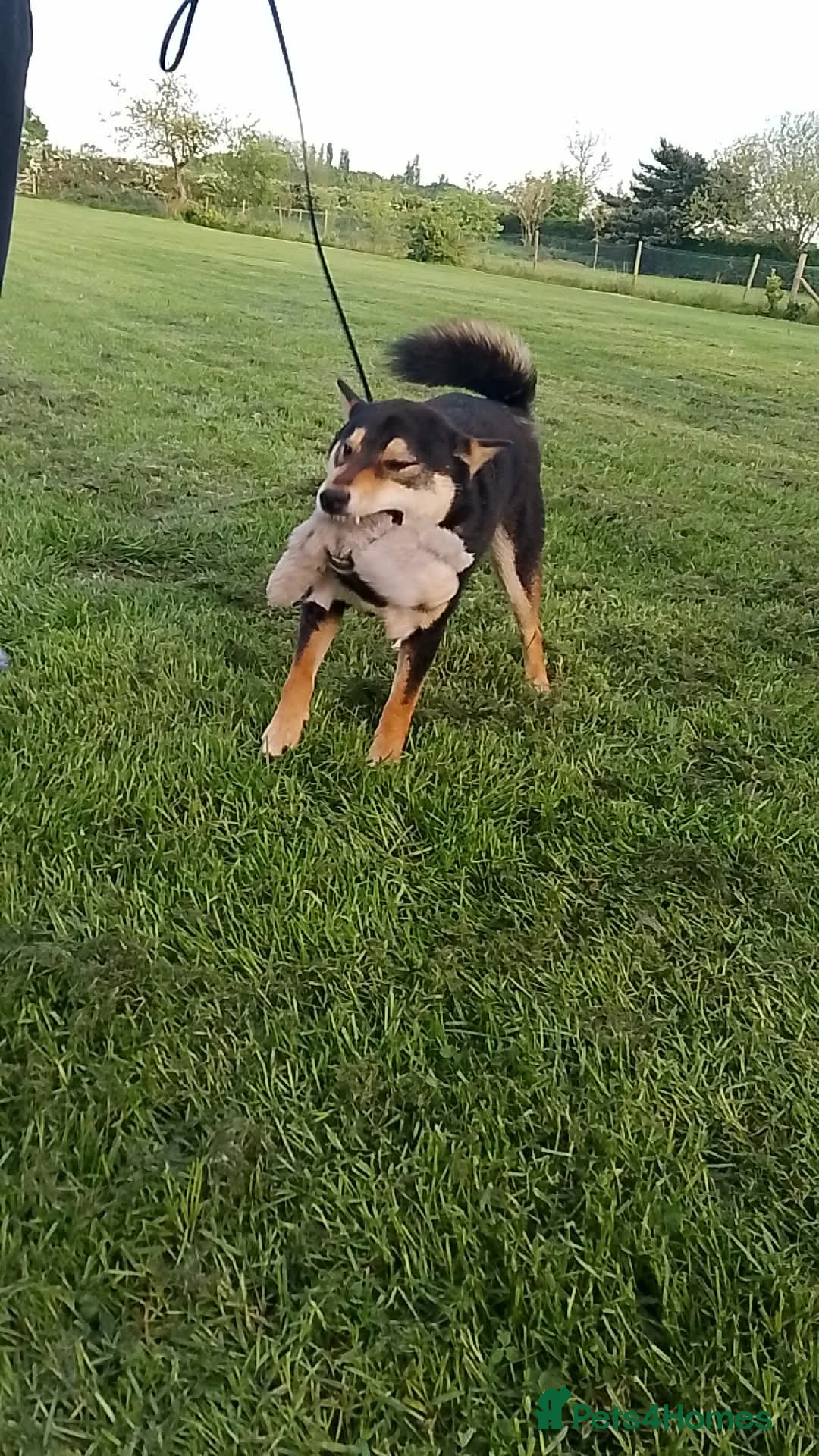 Japanese Shiba Inu dogs for sale: Two Male Japanese Shiba Inu-black & tan/also a red - Advert 2