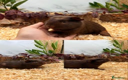 Guinea Pig rodents for sale: ✨Lots of Baby boy Guinea Pigs ✨🐹🩵 - Image 13