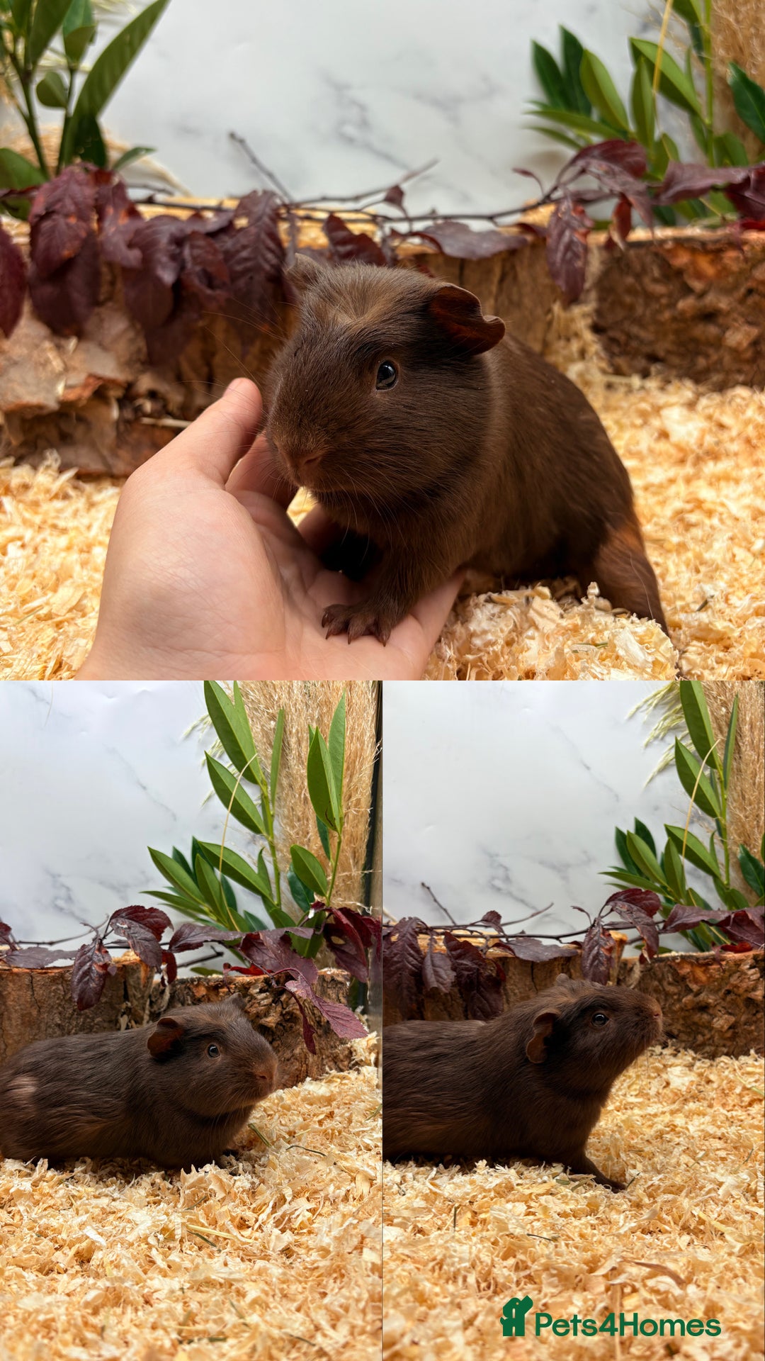 Guinea Pig rodents for sale: ✨Lots of Baby boy Guinea Pigs ✨🐹🩵 - Image 13
