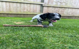 Sprocker dogs for stud: Sprocker Stud Dog - working line, 1 year old - Image 16