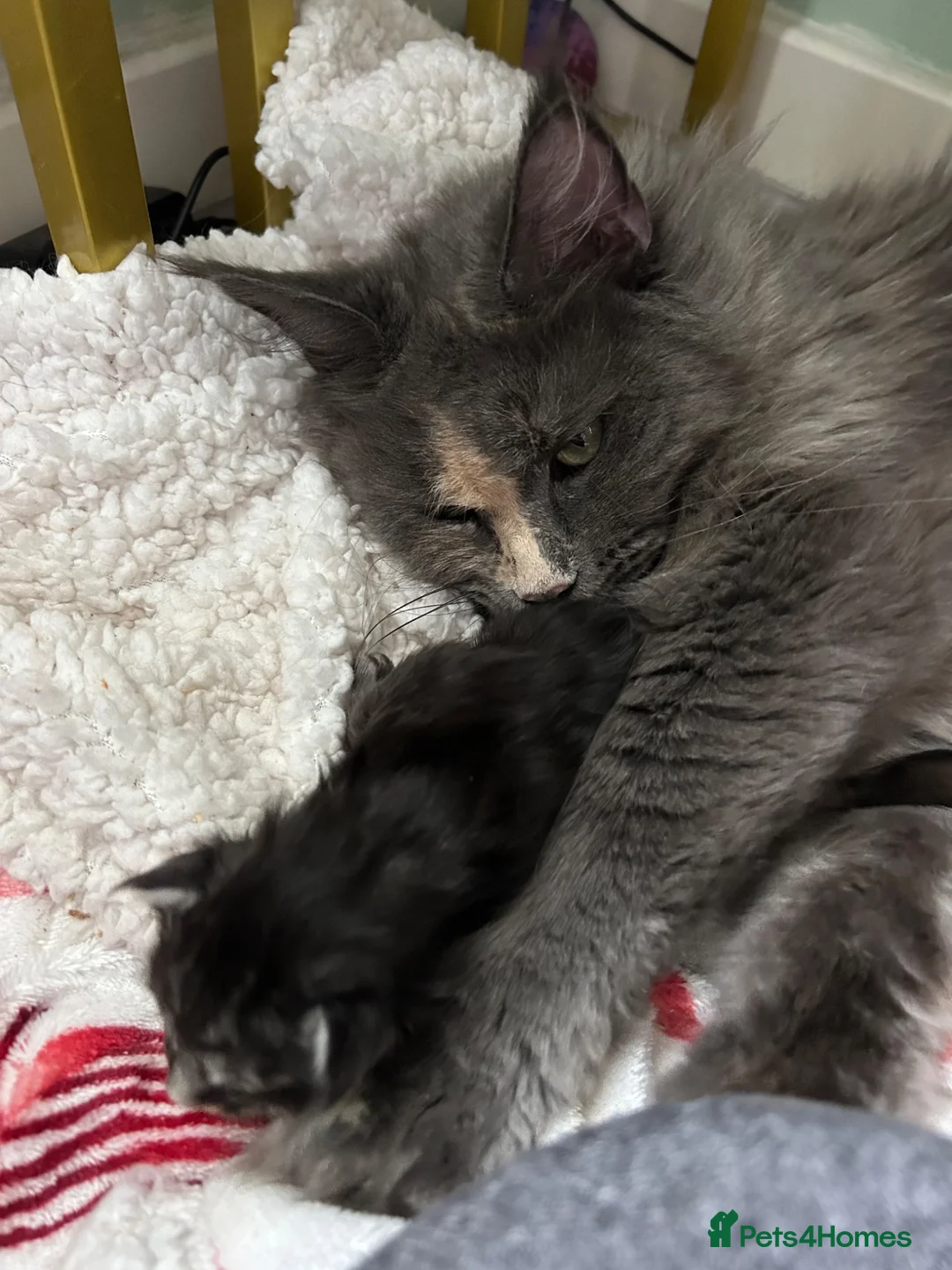 Maine Coon cats for sale: Maine Coon girl looking for retirement home - Advert 2