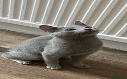Russian Blue cats for sale: Russian blue  - Image 2