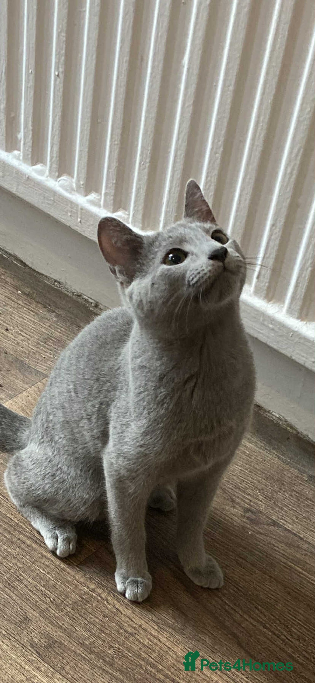 Russian Blue cats for sale: Russian blue  - Image 2