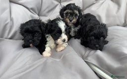 Yorkiepoo dogs for sale: Beautiful puppies  - Image 2