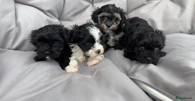 Yorkiepoo dogs - Advert 4