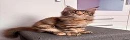 Maine Coon cats for sale: ✨Last Pure Bred Maine Coon Kitten Available  - Advert 16
