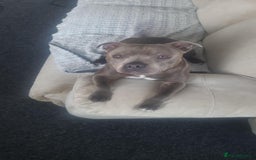 Mixed Breed dogs for sale: Staffie cross mastiff  - Image 15