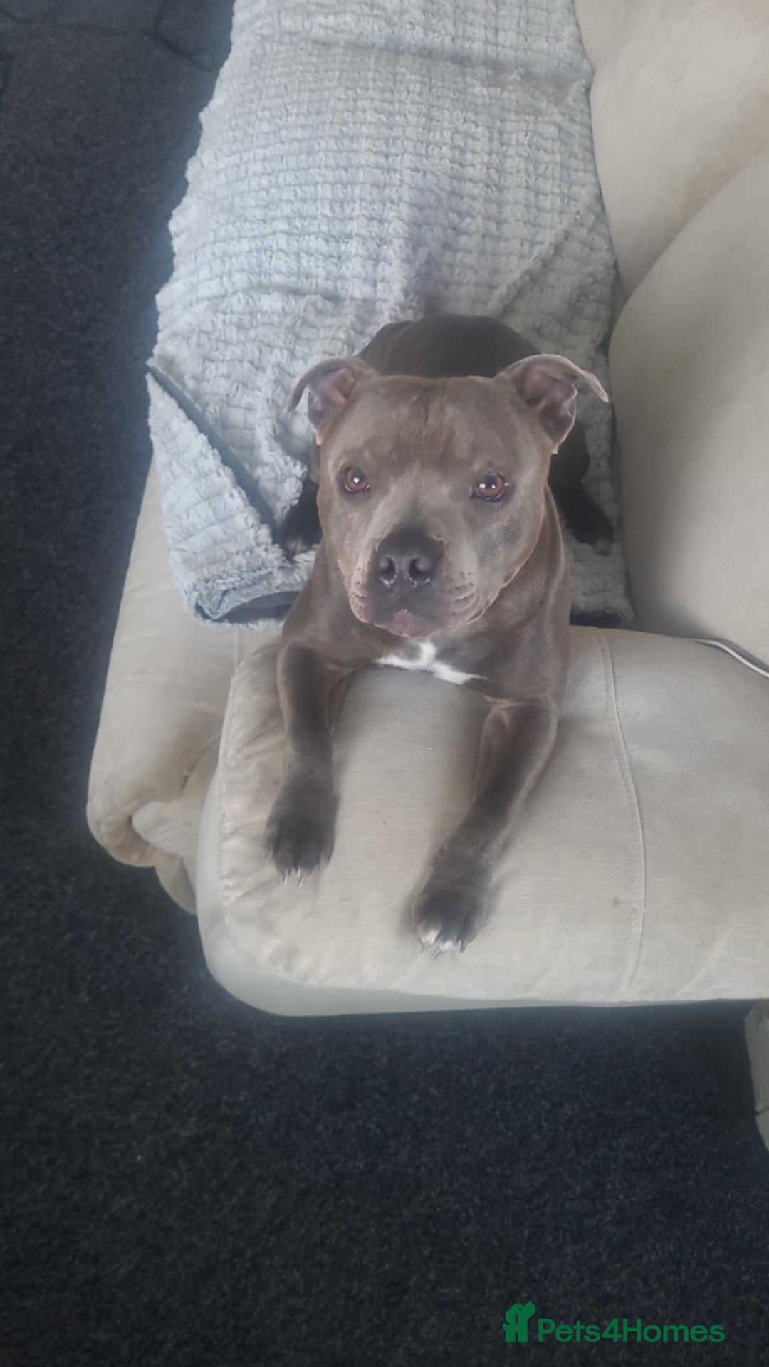 Mixed Breed dogs for sale: Staffie cross mastiff  - Image 15