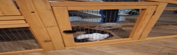 Guinea Pig rodents for sale: Guinea pigs and huge set up (huge deal) - Advert 12