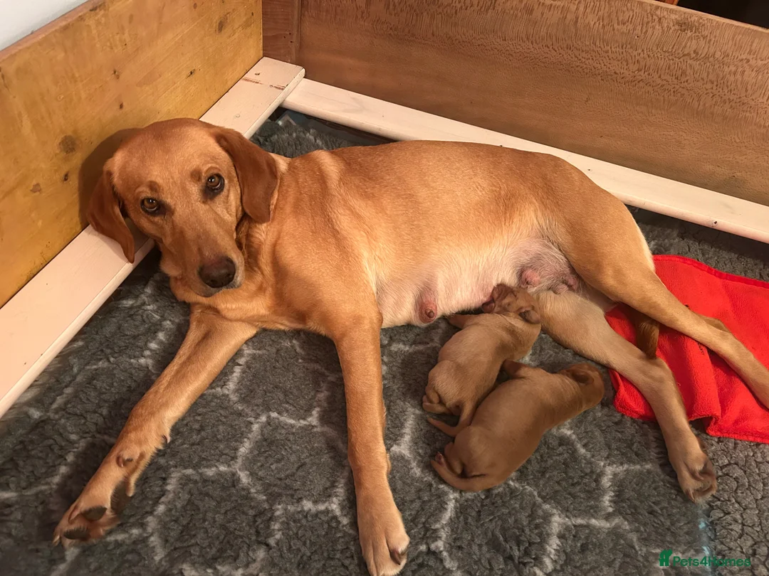 Labrador Retriever dogs for sale: KC registered, fully health tested Labrador Puppy - Advert 8