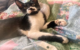 British Shorthair cats for sale: Adorable Male Black and White Kitten - Image 16