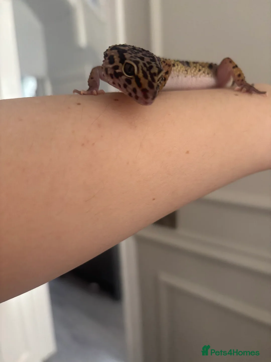 Leopard Gecko reptiles for sale: Male leopard gecko  - Advert 4