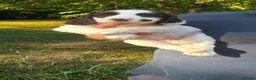 English Springer Spaniel dogs for sale: 5 beautiful English springer spaniel puppies  - Advert 5