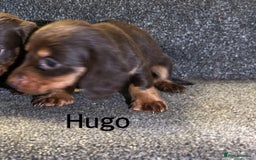 Miniature Dachshund dogs for sale: Beautiful miniature dachshunds  - Image 6