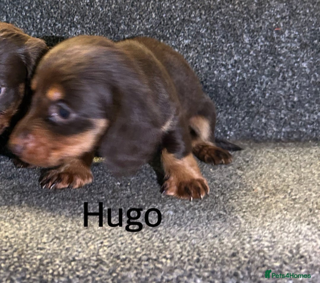 Miniature Dachshund dogs for sale: Beautiful miniature dachshunds  - Image 6