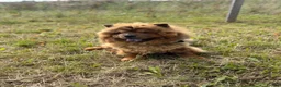 Chow Chow dogs for sale: K.c registered chow chow puppies - Advert 13