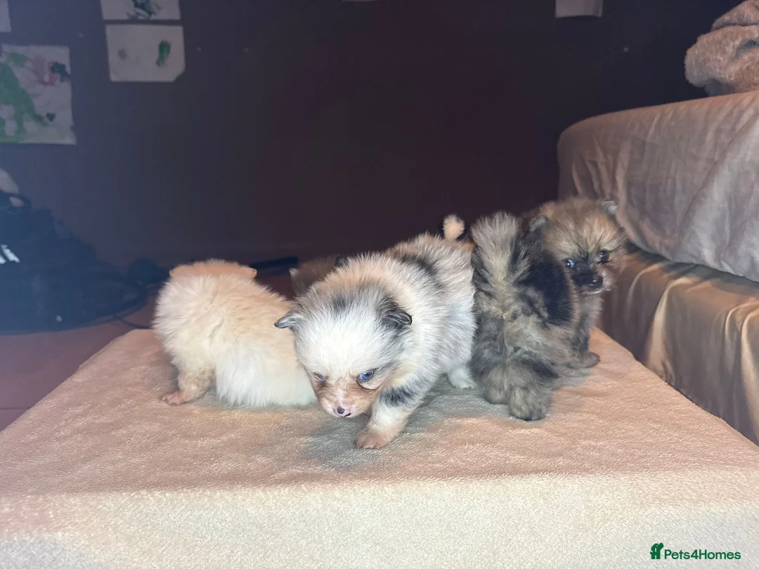 Pomeranian dogs for sale: 🐾 Adorable Merle Pomeranian Puppies for Sale 🐾 - Advert 21