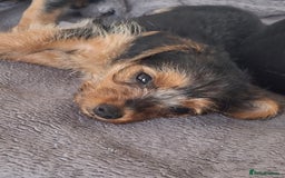 Mixed Breed dogs for sale: One healthy Dorkie ready to go  - Image 11