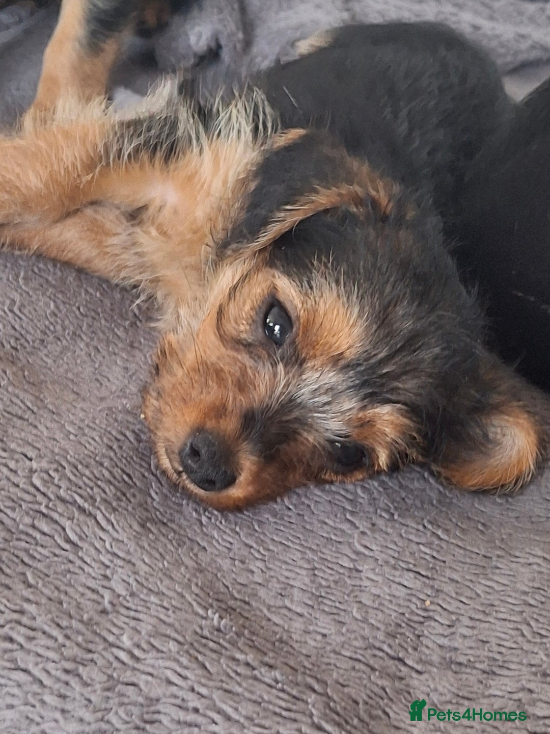 Mixed Breed dogs for sale: One healthy Dorkie ready to go  - Image 11