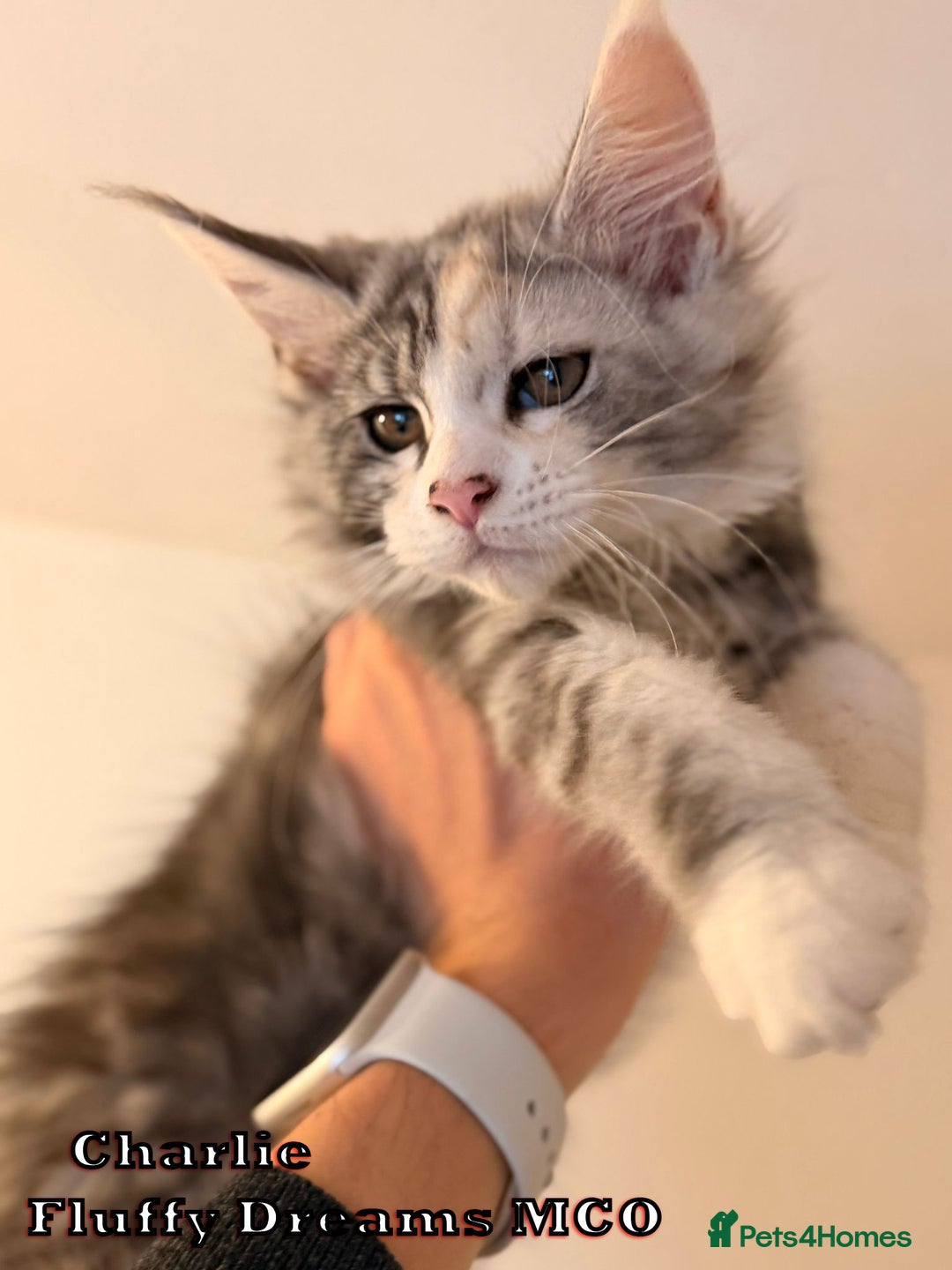 Maine Coon cats for sale: Fluffy Maine Coons 3 girls 1 boy active/non-active - Image 10