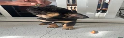 French Bulldog dogs for sale: Furbabys  - Advert 16