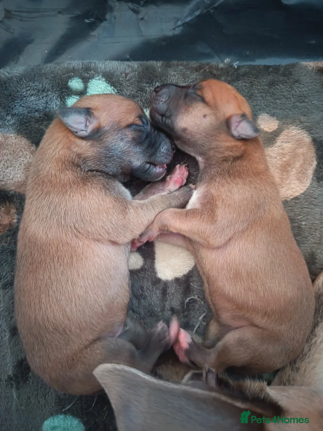 Whippet dogs for sale: KC registered puppies  - Advert 4