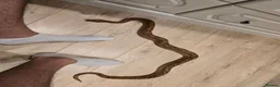 Snake reptiles for sale:  Beautiful Female Sonoran Sigma Boa – CB23 - Advert 4