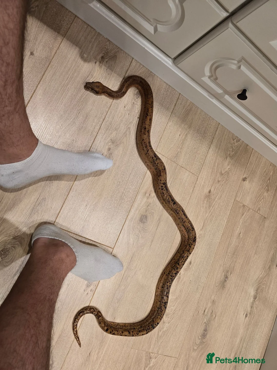 Snake reptiles for sale:  Beautiful Female Sonoran Sigma Boa – CB23 - Advert 4