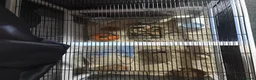 Hamster rodents for sale: Hamster male 9 weeks old  - Advert 2