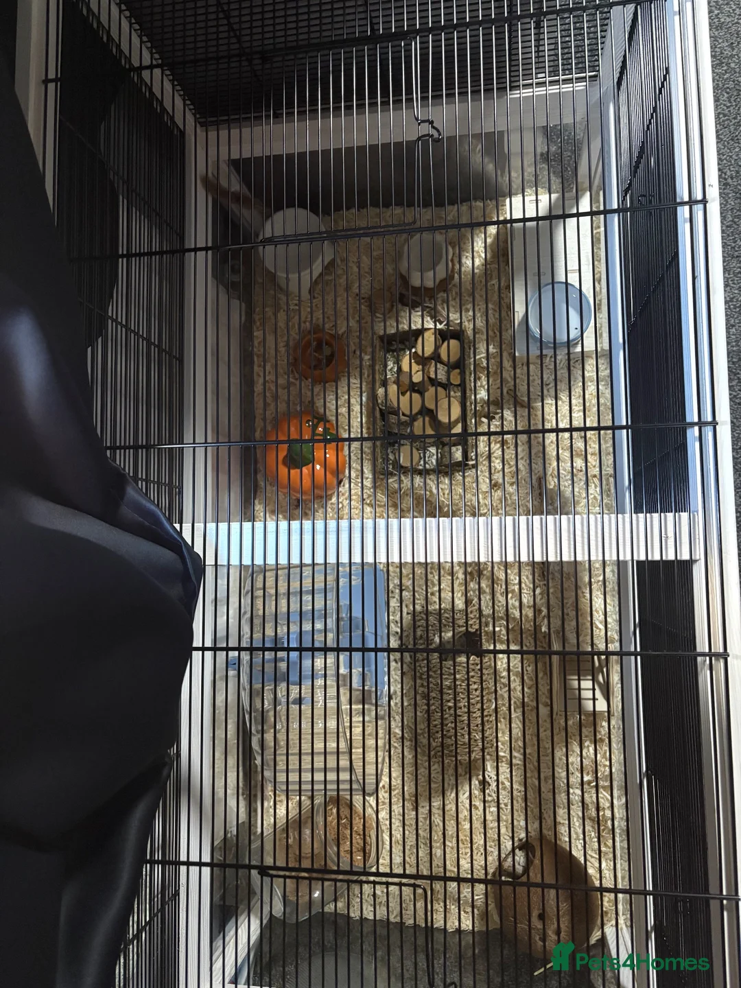 Hamster rodents for sale: Hamster male 9 weeks old  - Advert 2