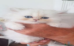 Persian cats for sale: Quality pure bred white tipped kittens - Image 8