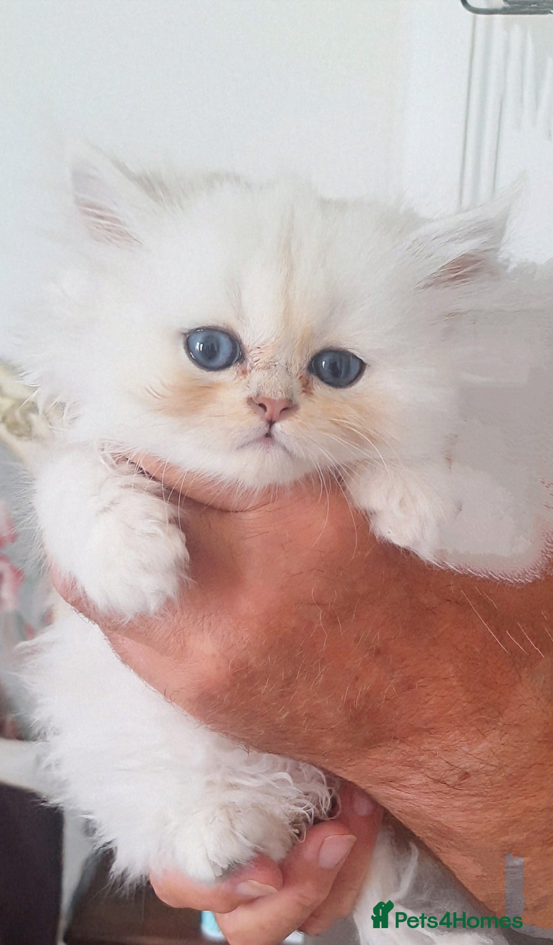 Persian cats for sale: Quality pure bred white tipped kittens - Image 8