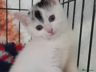 Mixed Breed cats Maine Coon cross kittens - Advert 14