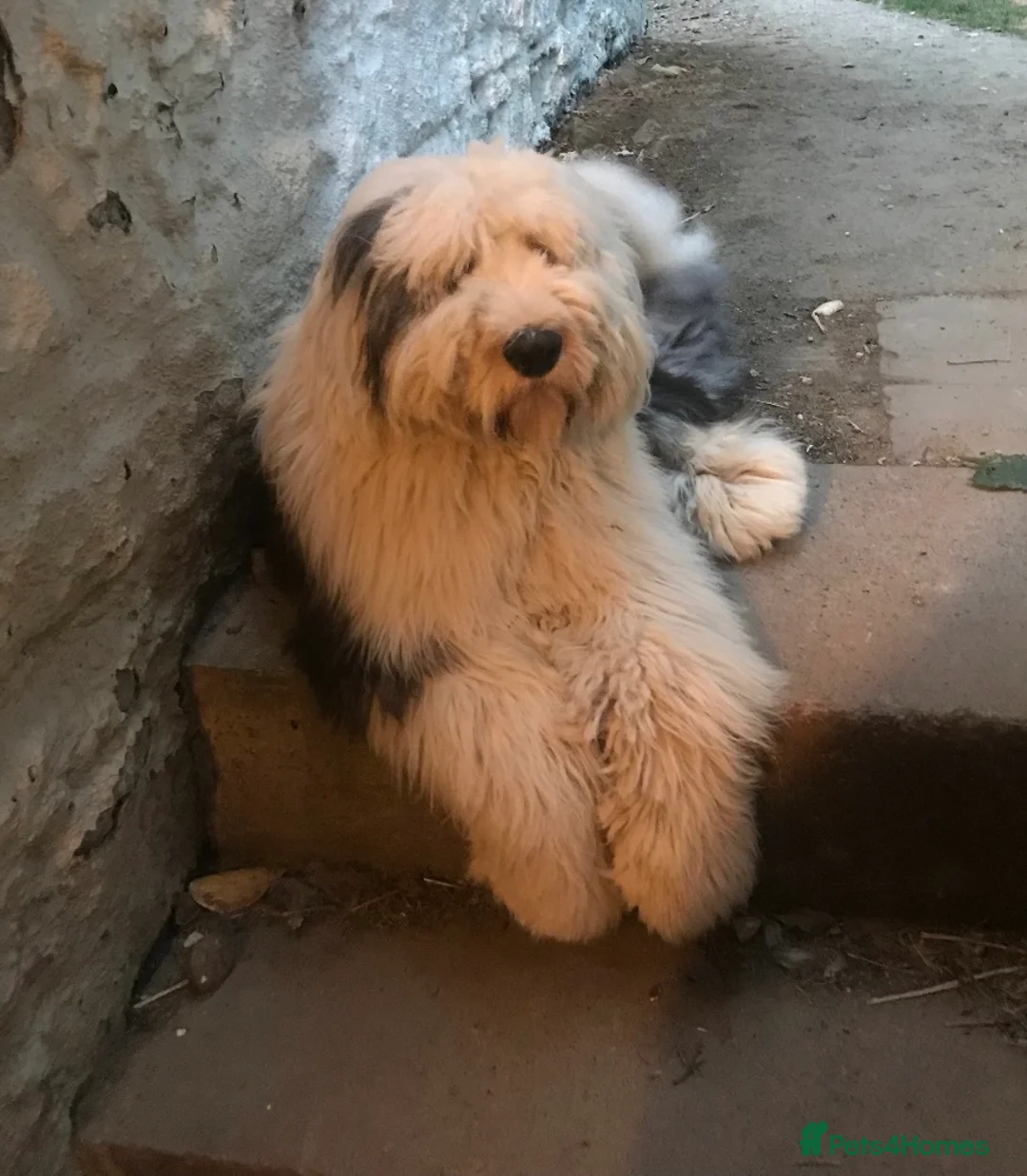 Old English Sheepdog dogs for stud: Old English Sheepdog KC registered for stud in Pontefract - Advert 1