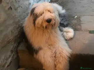 Old English Sheepdog dogs Old English Sheepdog KC registered for stud in Pontefract - Advert 2